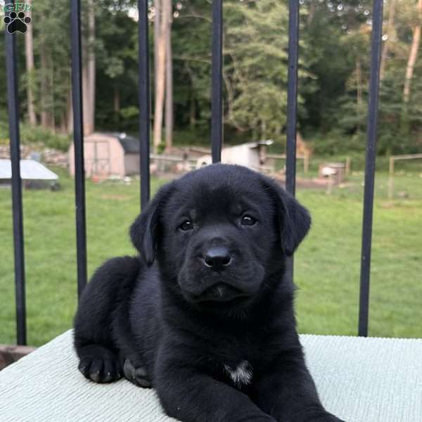 Moon, Black Labrador Retriever Puppy