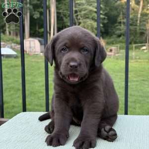 Teddy, Chocolate Labrador Retriever Puppy