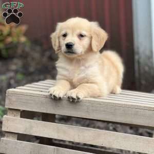 Clara, Golden Retriever Puppy