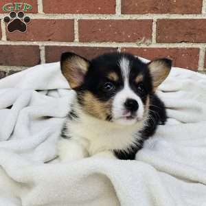 Abby, Pembroke Welsh Corgi Puppy