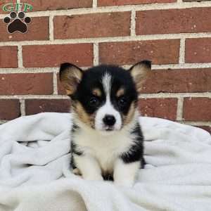 Abby, Pembroke Welsh Corgi Puppy