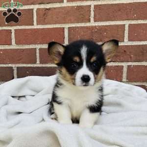 Abby, Pembroke Welsh Corgi Puppy