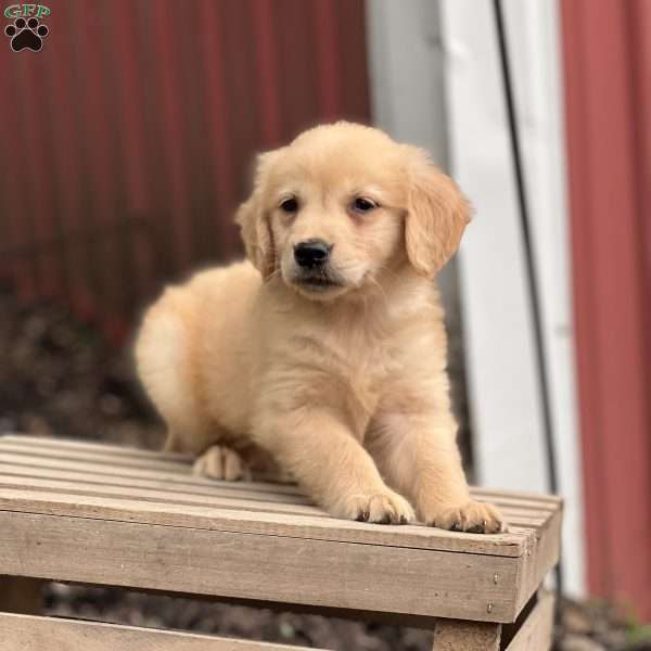 Clara, Golden Retriever Puppy