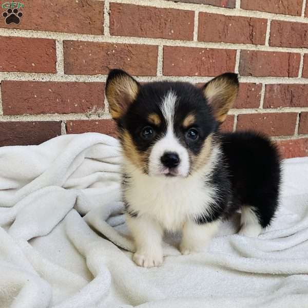 Abby, Pembroke Welsh Corgi Puppy