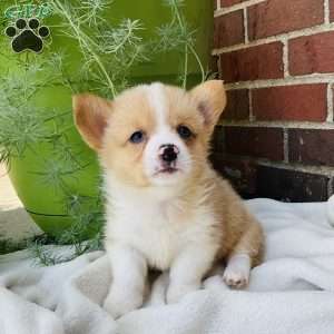 Jake, Pembroke Welsh Corgi Puppy
