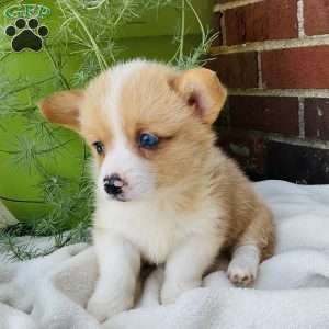Jake, Pembroke Welsh Corgi Puppy