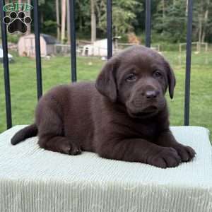Teddy, Chocolate Labrador Retriever Puppy