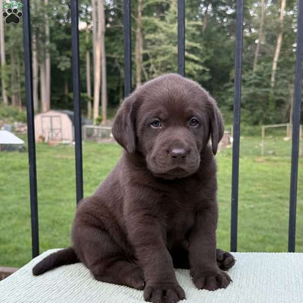 Teddy, Chocolate Labrador Retriever Puppy