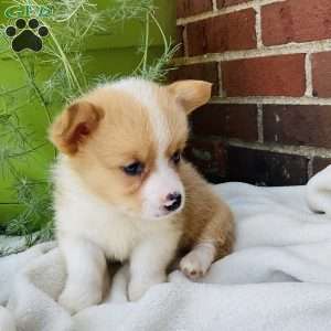 Jake, Pembroke Welsh Corgi Puppy