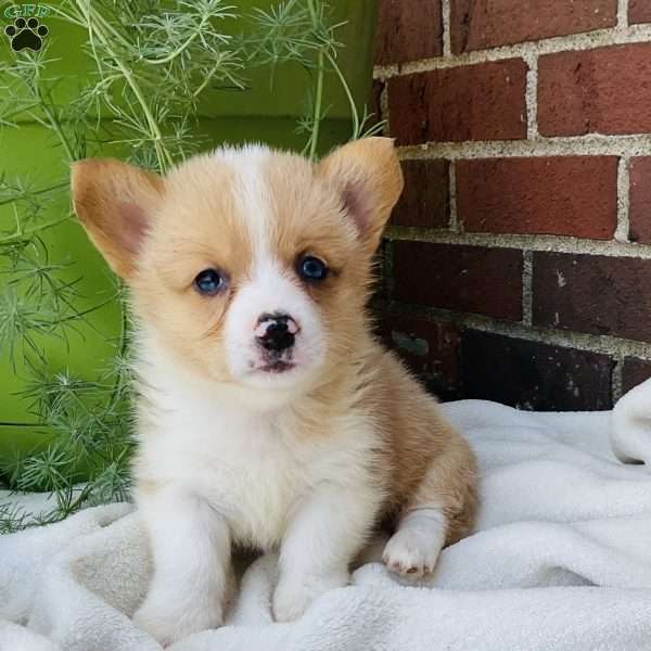 Jake, Pembroke Welsh Corgi Puppy