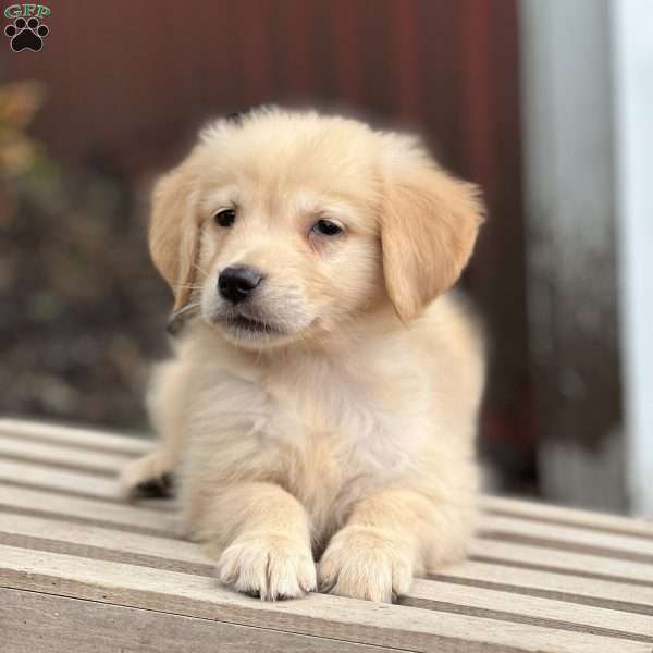 Celine, Golden Retriever Puppy