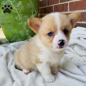 Jake, Pembroke Welsh Corgi Puppy
