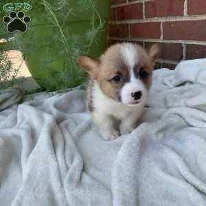 Jack, Pembroke Welsh Corgi Puppy