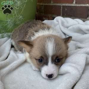 Jack, Pembroke Welsh Corgi Puppy