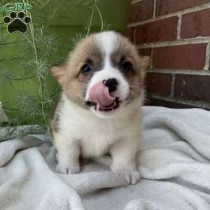 Jack, Pembroke Welsh Corgi Puppy