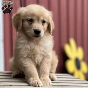 Charlie, Golden Retriever Puppy