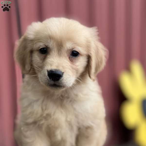 Charlie, Golden Retriever Puppy