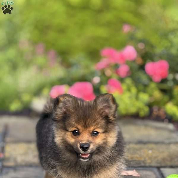 Bear, Pomeranian Puppy