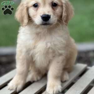 Carter, Golden Retriever Puppy