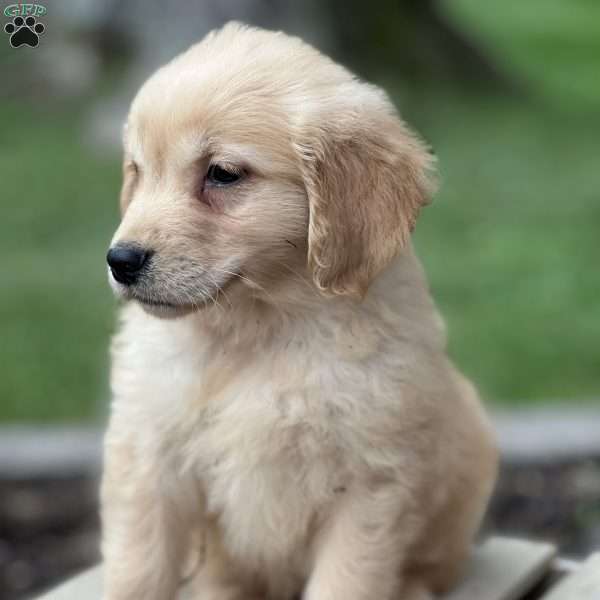 Carter, Golden Retriever Puppy