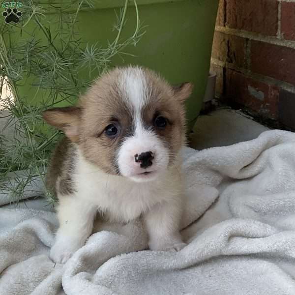Jack, Pembroke Welsh Corgi Puppy