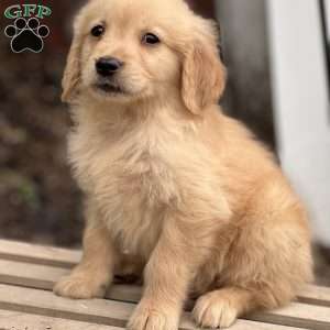 Casper, Golden Retriever Puppy