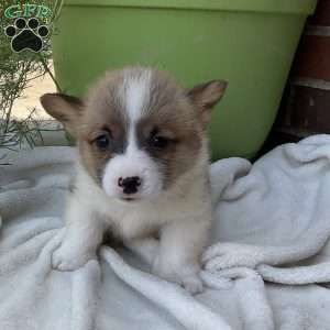 Jack, Pembroke Welsh Corgi Puppy