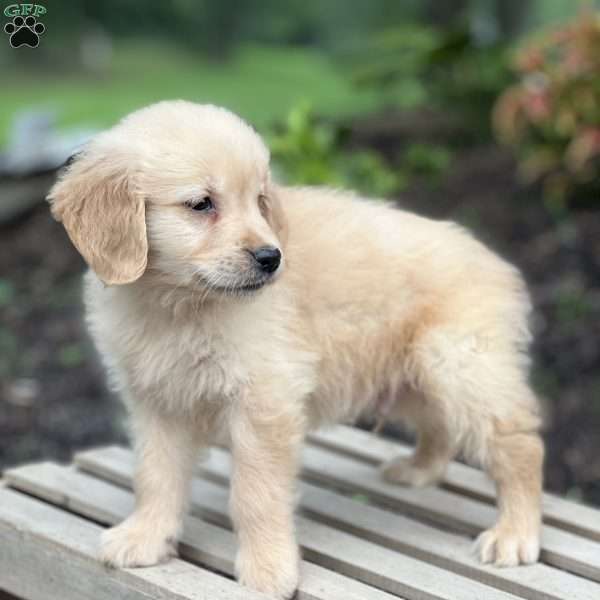 Casper, Golden Retriever Puppy