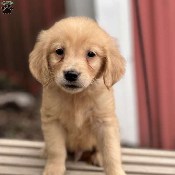 Caden, Golden Retriever Puppy