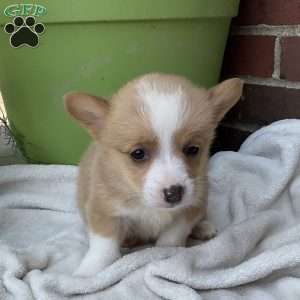Conner, Pembroke Welsh Corgi Puppy