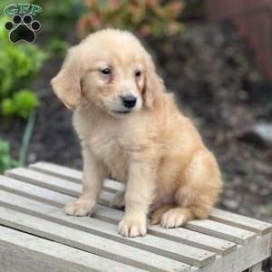 Caden, Golden Retriever Puppy