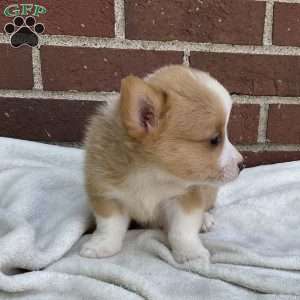 Conner, Pembroke Welsh Corgi Puppy