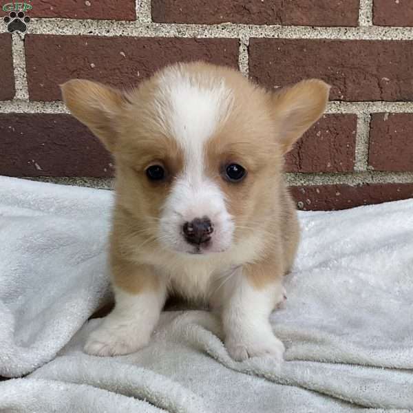 Conner, Pembroke Welsh Corgi Puppy