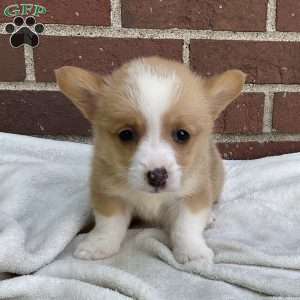 Conner, Pembroke Welsh Corgi Puppy