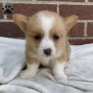 Conner, Pembroke Welsh Corgi Puppy