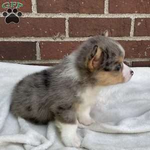 Copper, Pembroke Welsh Corgi Puppy