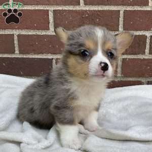 Copper, Pembroke Welsh Corgi Puppy