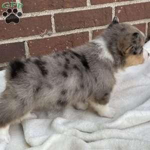 Copper, Pembroke Welsh Corgi Puppy