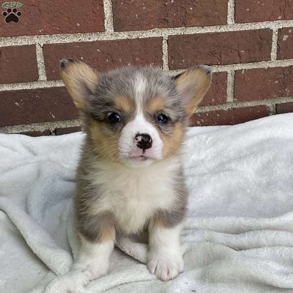 Copper, Pembroke Welsh Corgi Puppy