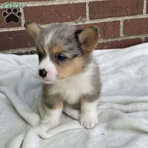 Copper, Pembroke Welsh Corgi Puppy