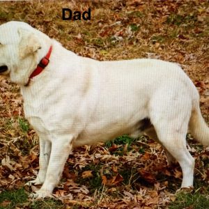 dad