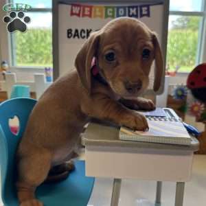 Detour, Dachshund Puppy