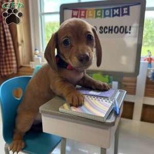 Detour, Dachshund Puppy