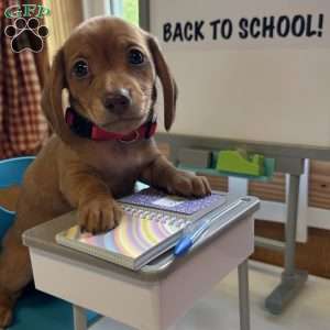 Detour, Dachshund Puppy