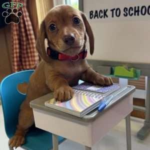 Detour, Dachshund Puppy