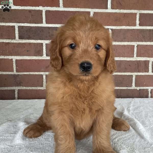 Ellie, Mini Goldendoodle Puppy