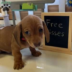 Detour, Dachshund Puppy
