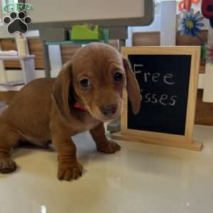 Detour, Dachshund Puppy