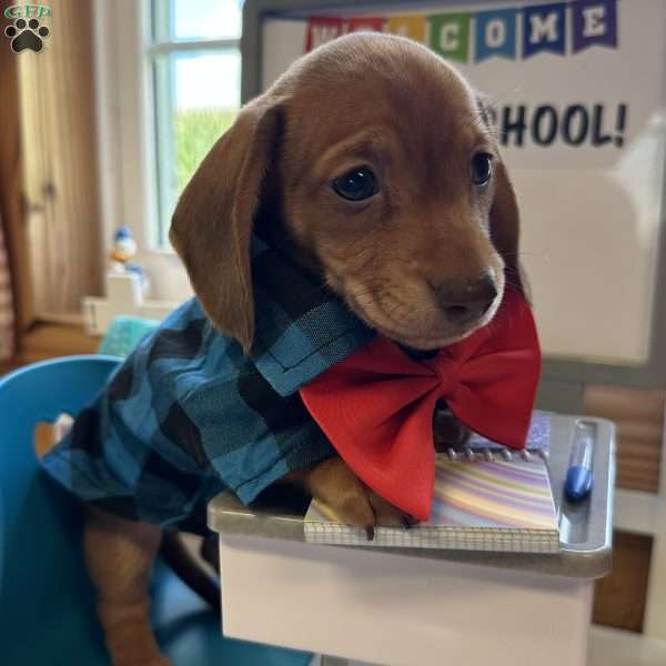 Detour, Dachshund Puppy