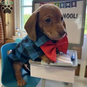 Detour, Dachshund Puppy